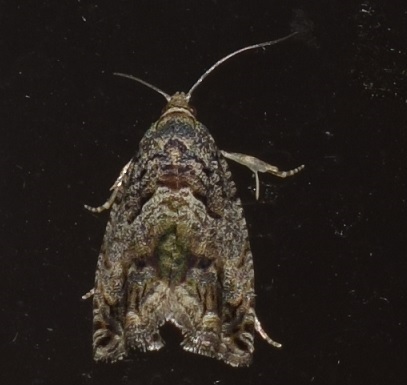 Tortricidae: Cydia fagiglandana